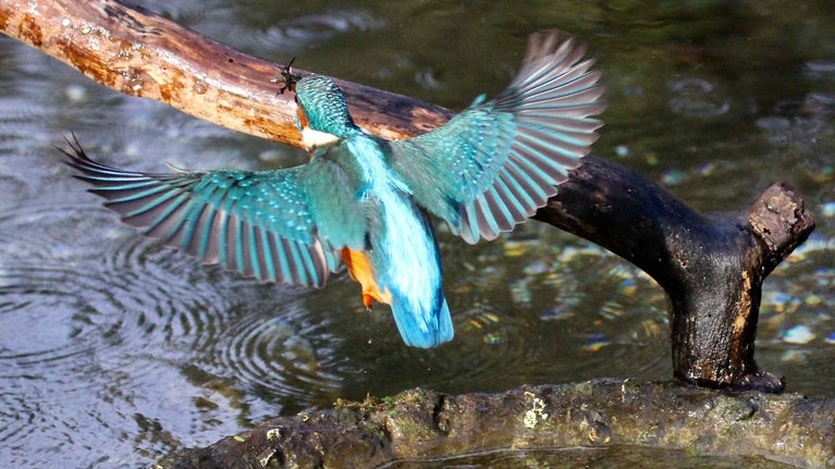 Kingfisher (Alcedinidae) on the River Test